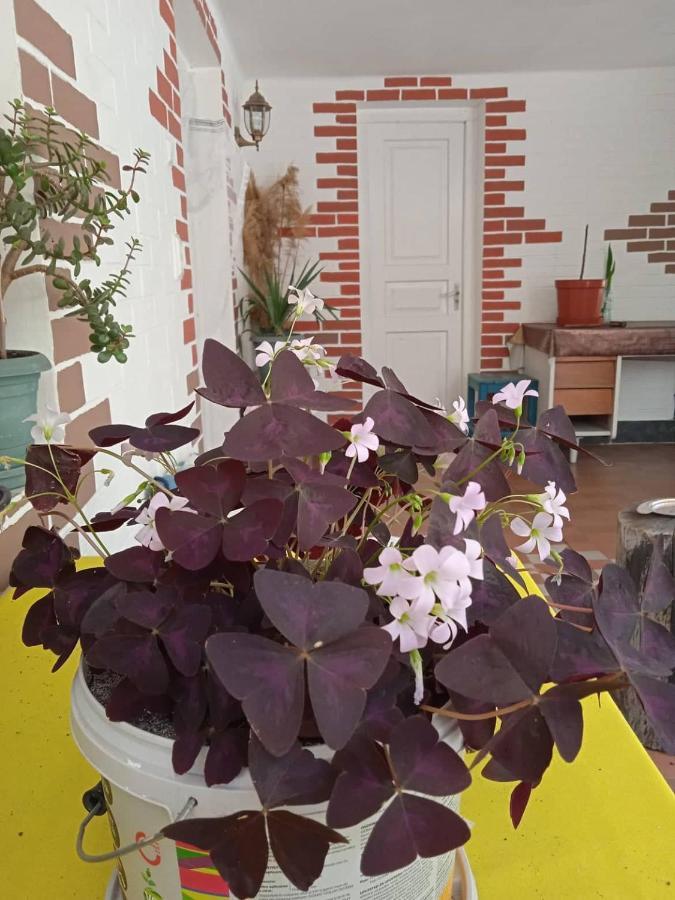 Guest House Meri Poppins Dedoplis Tskaro Bagian luar foto